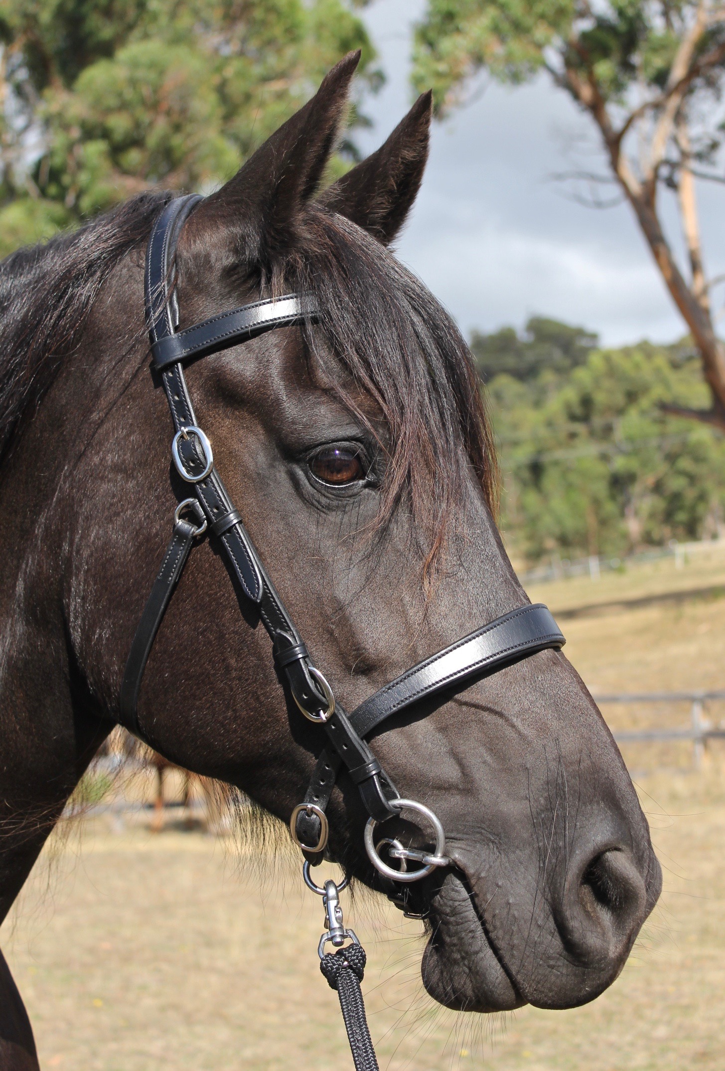 Pee Wee Horse Bit - Image 3